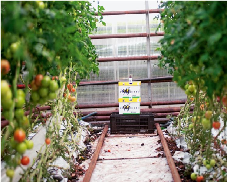 tomates