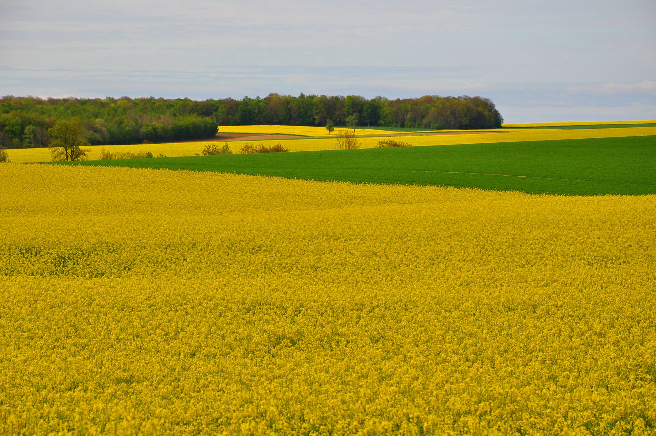 Agriculture France Meuse Foucaucourt sur Thabas 5